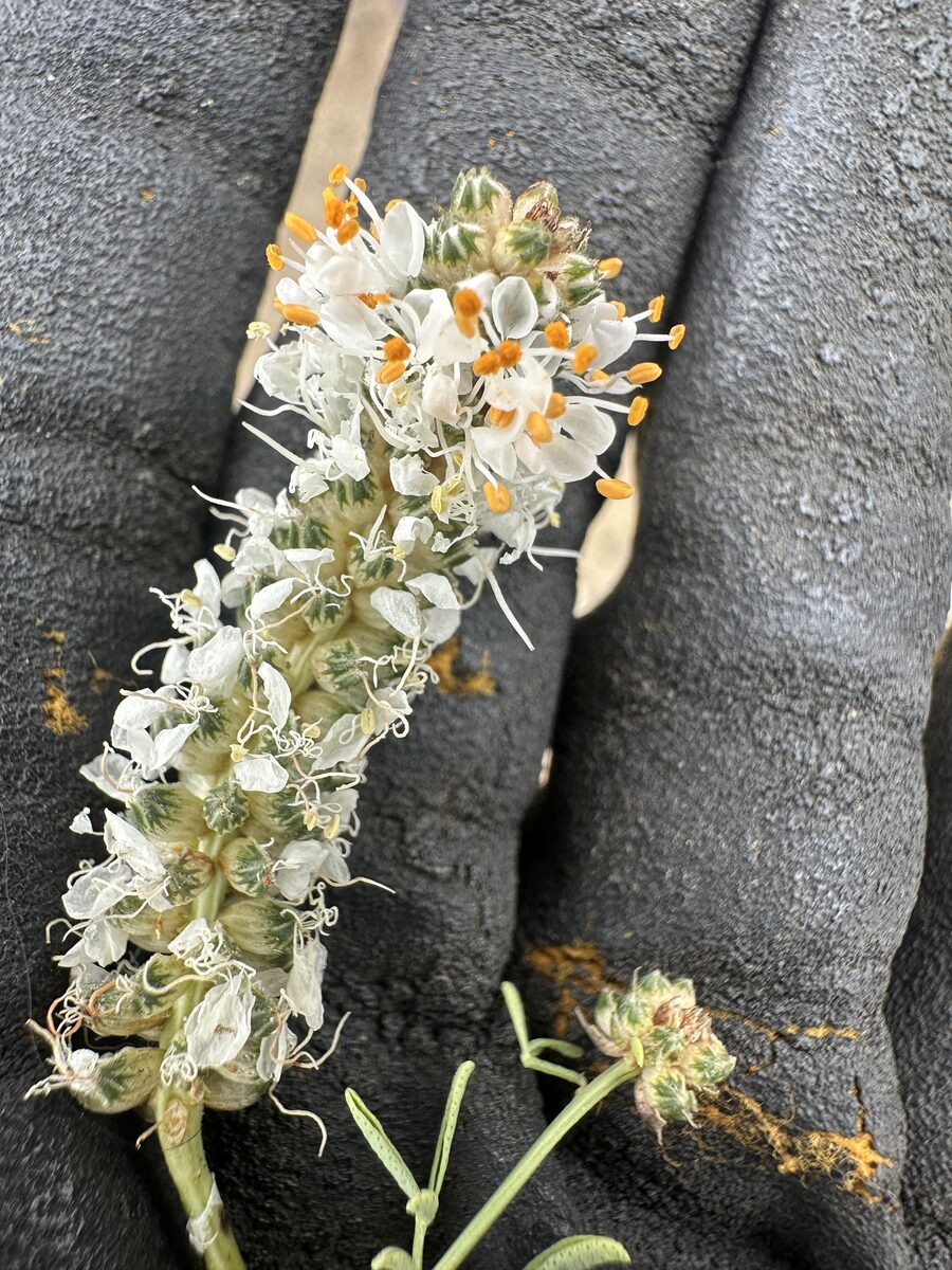 Dalea candida oligophylla - (Torr.)Shinn. (White Prairie Clover) — photo