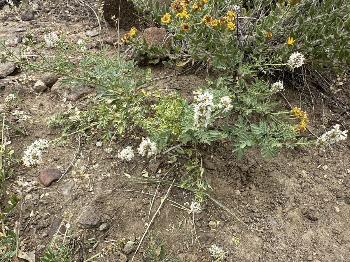 Dalea candida var. oligophylla (White prairie clover) — photo