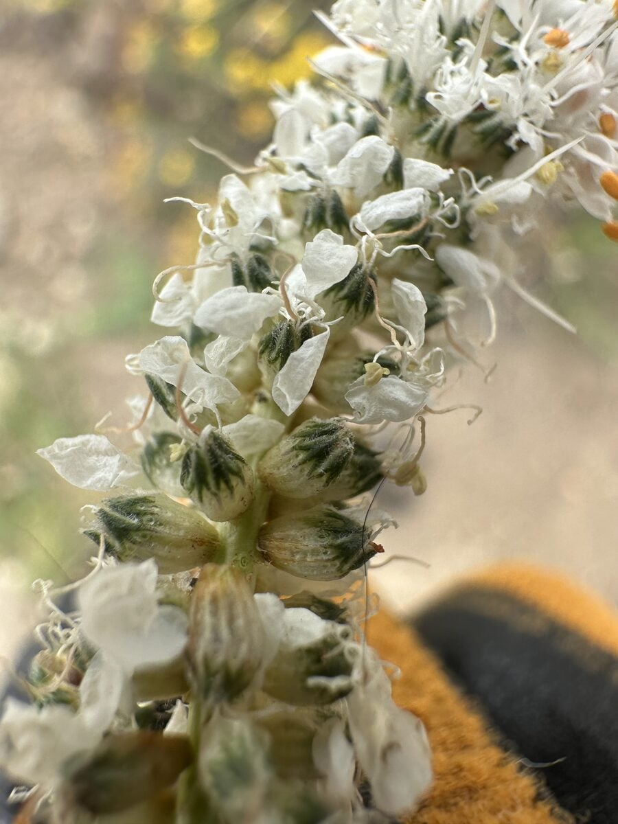 Dalea candida var. oligophylla