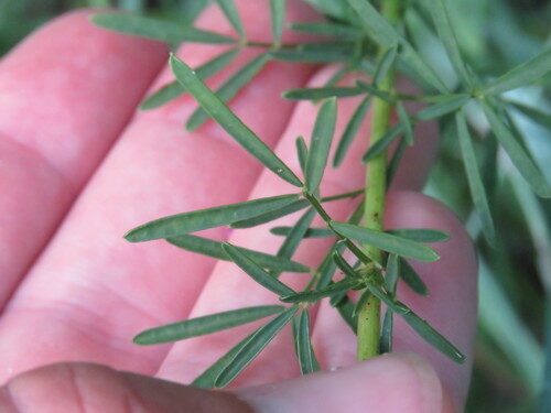Dalea lasiathera (Purple prairie clover) — photo