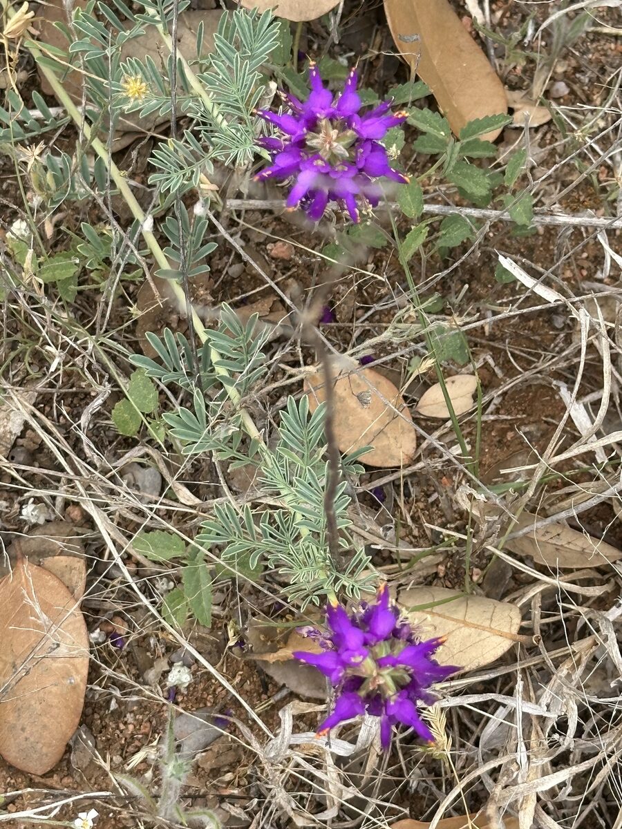 Dalea lasiathera (Purple prairie clover) — photo