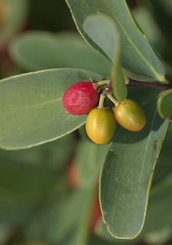 Daphne oleoides (Daphne) — photo