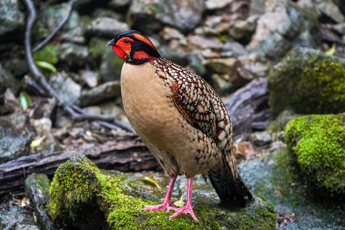 Daphniphyllum himalayense — photo