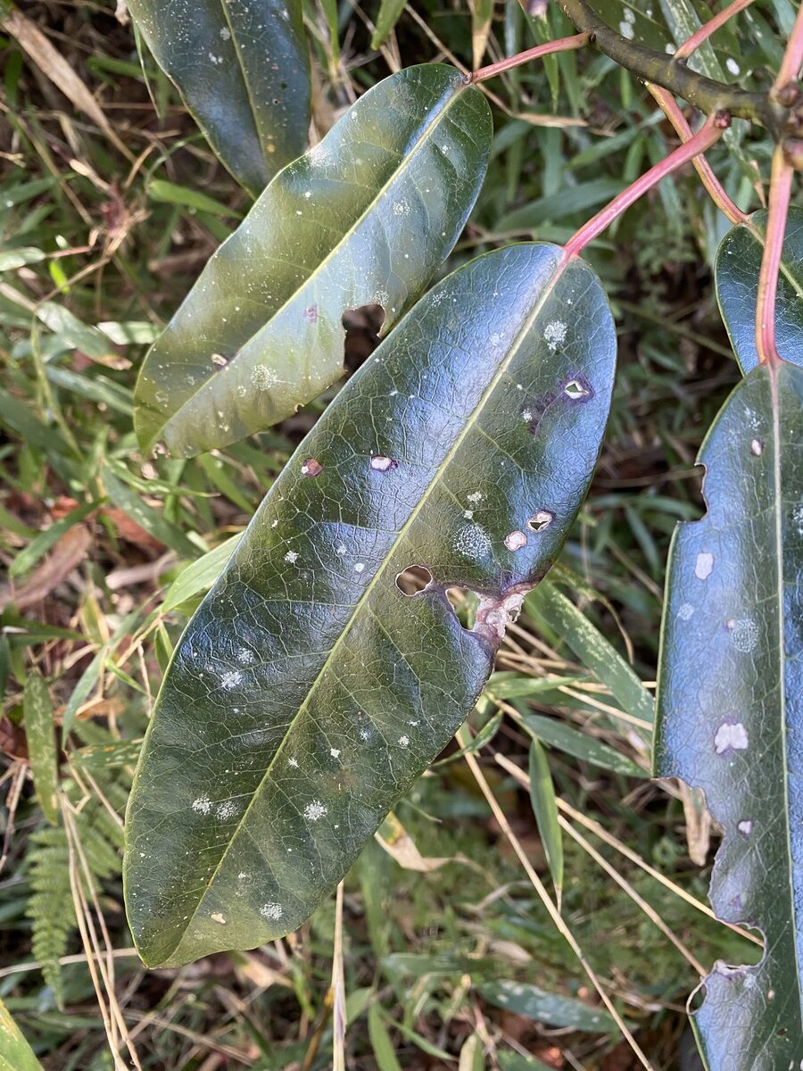 Daphniphyllum himalense - (Benth.)J.Muell. — photo
