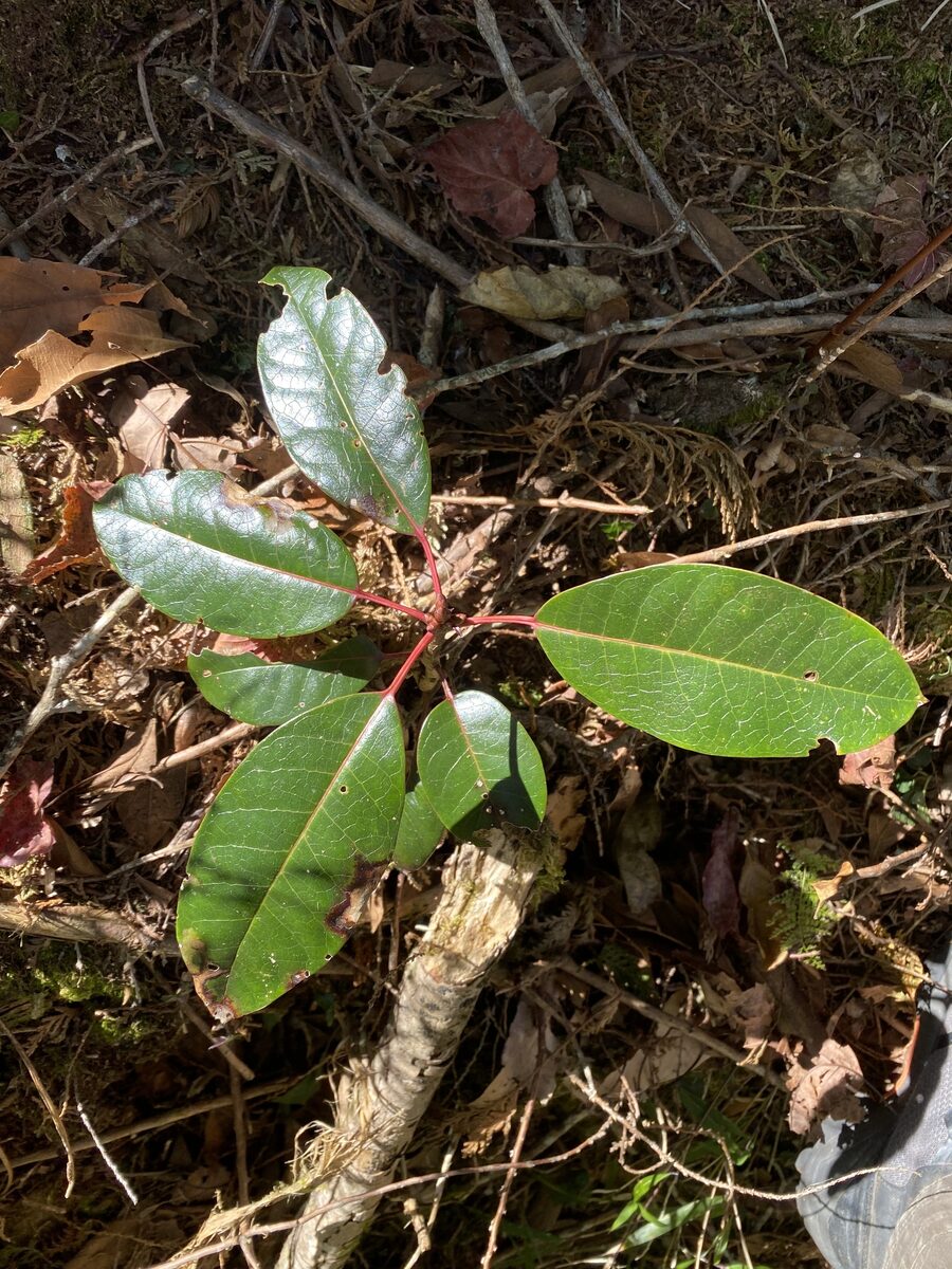 Daphniphyllum himalense - (Benth.)J.Muell. — photo