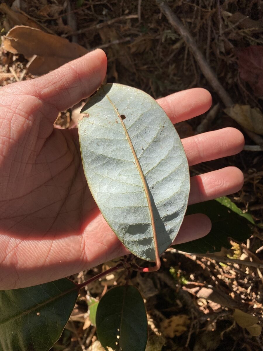 Daphniphyllum himalense - (Benth.)J.Muell.