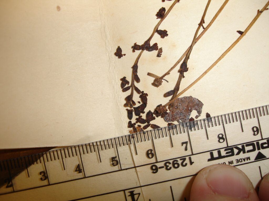 Daphnopsis zamorensis (Zamora daphnopsis) — photo