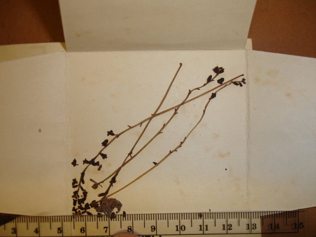Daphnopsis zamorensis (Zamora daphnopsis) — photo