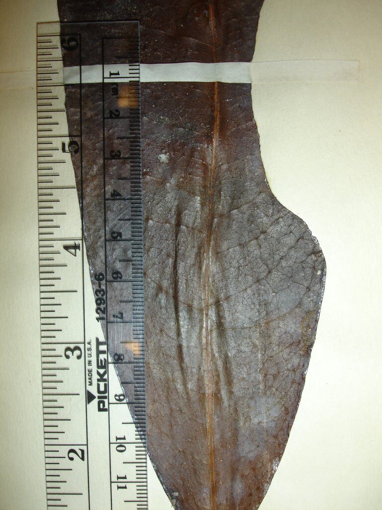 Daphnopsis zamorensis