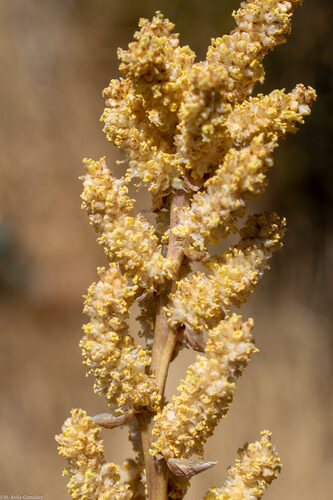 Dasylirion simplex — photo