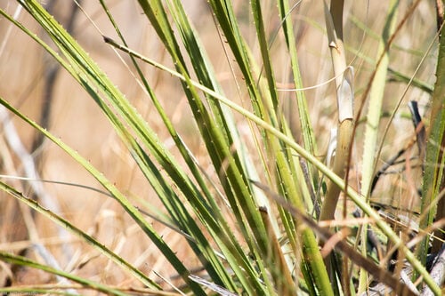 Dasylirion simplex