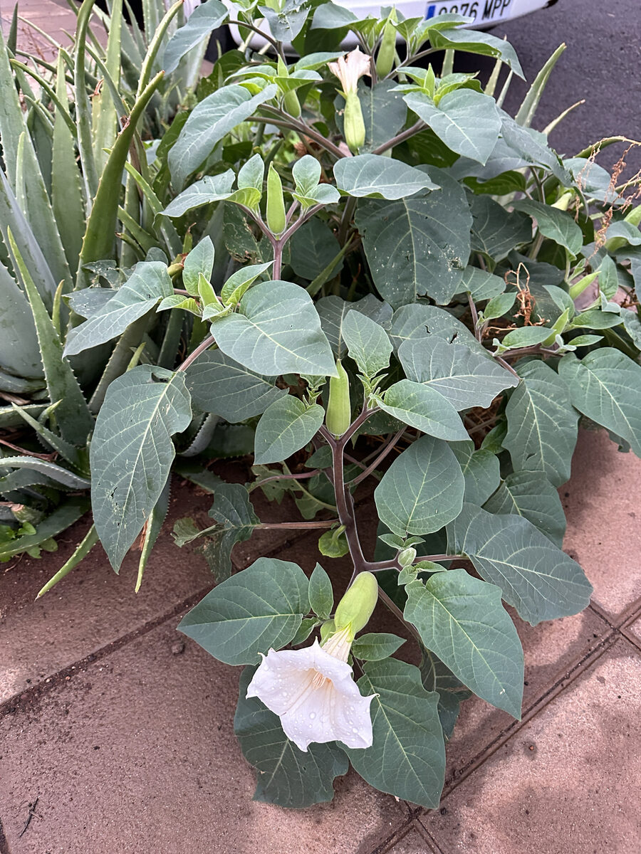 Datura inoxia (Downy Thorn Apple) — photo