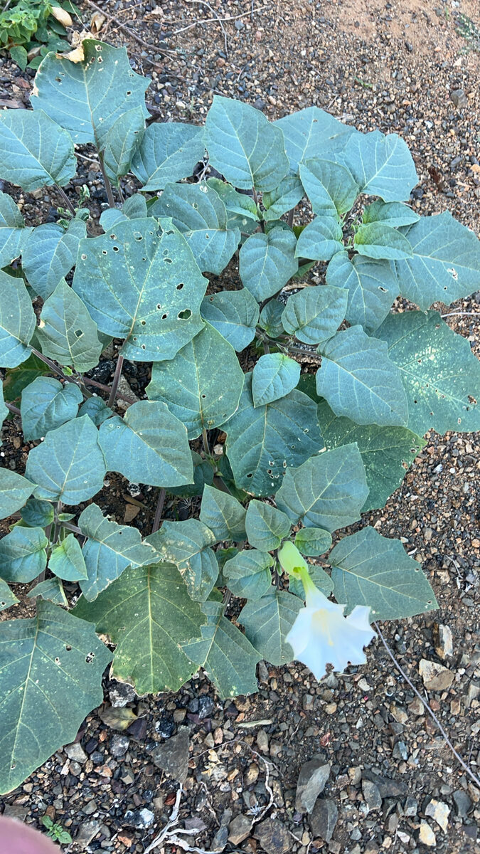 Datura inoxia