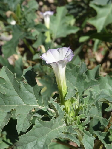 Datura quercifolia (Oak Leaf Datura) — photo