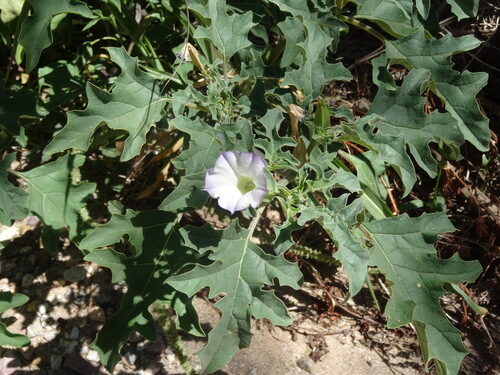 Datura quercifolia (Oak Leaf Datura) — photo