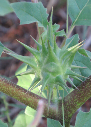 Datura quercifolia
