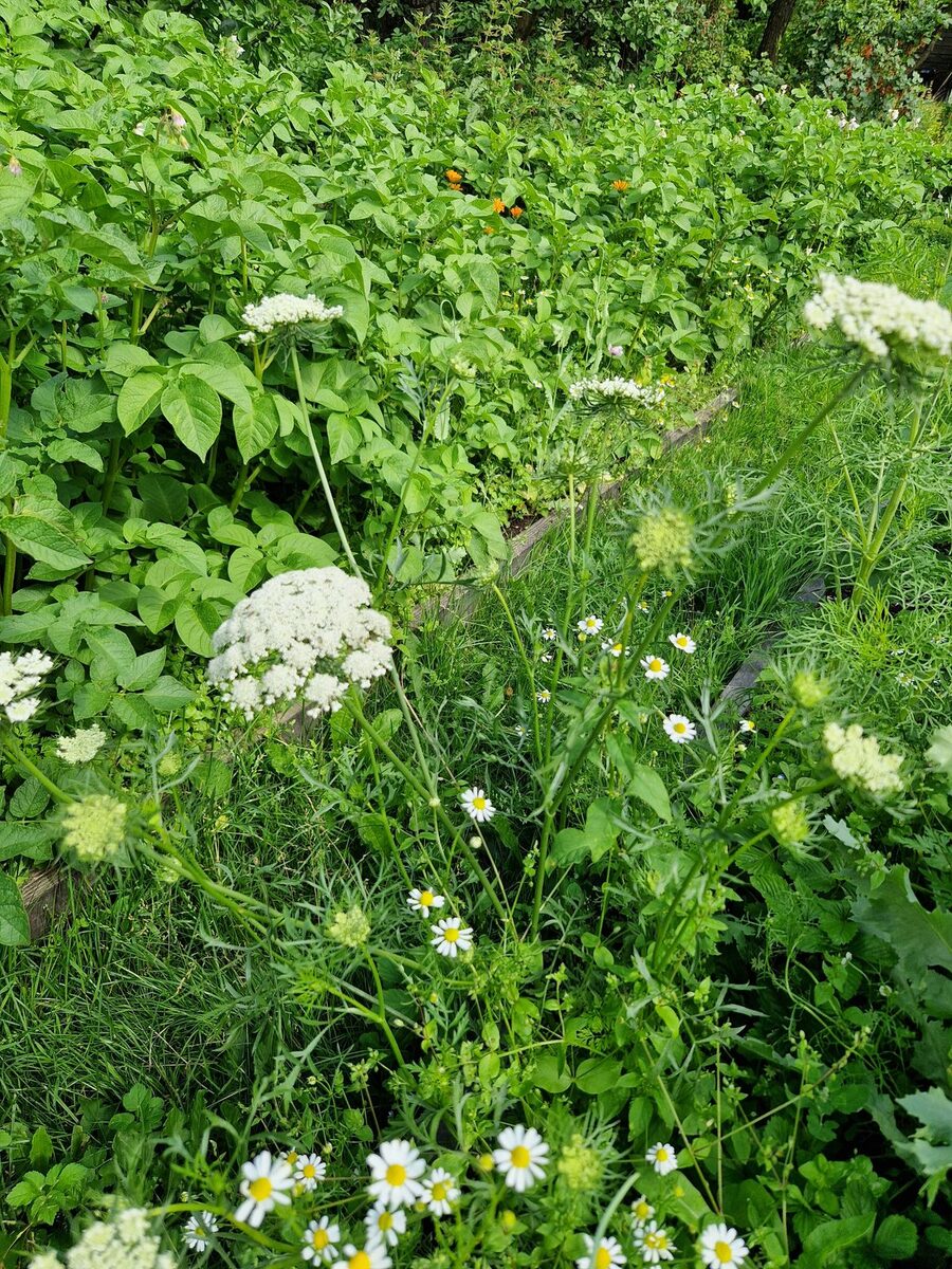 Daucus carota sativus - (Hoffm.)Arcang. (Carrot) — photo