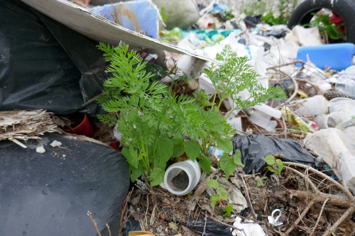 Daucus carota sativus - (Hoffm.)Arcang. (Carrot) — photo