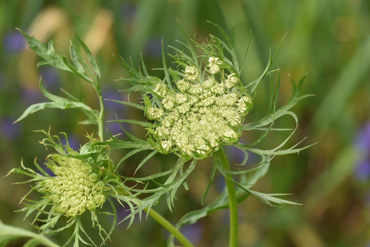Daucus carota sativus - (Hoffm.)Arcang.