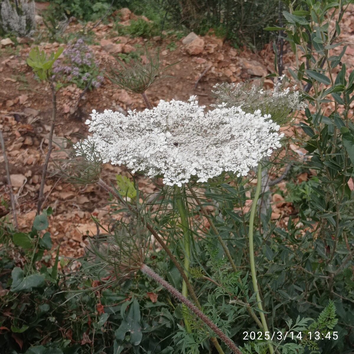 Daucus carota subsp. maximus — photo