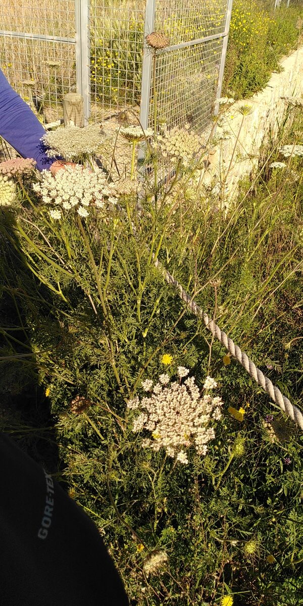Daucus carota subsp. maximus — photo