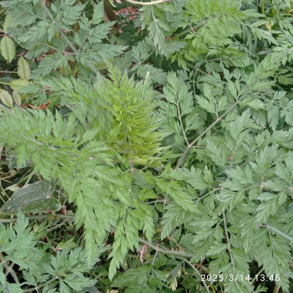 Daucus carota subsp. maximus