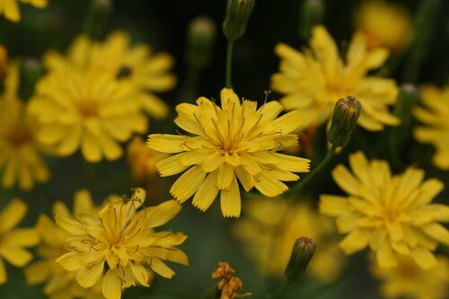 Daucus pusillus (Rattlesnake weed) — photo