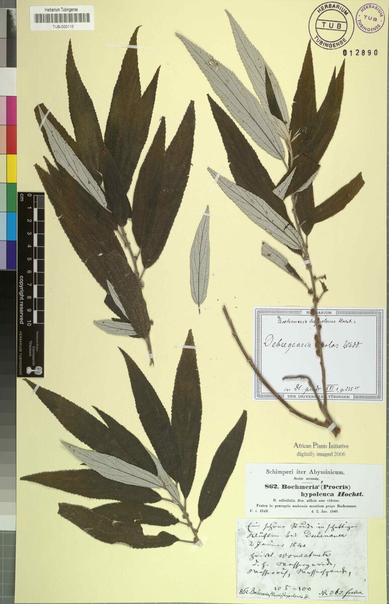 Debregeasia hypoleuca - (Hochst.)Wedd. — photo