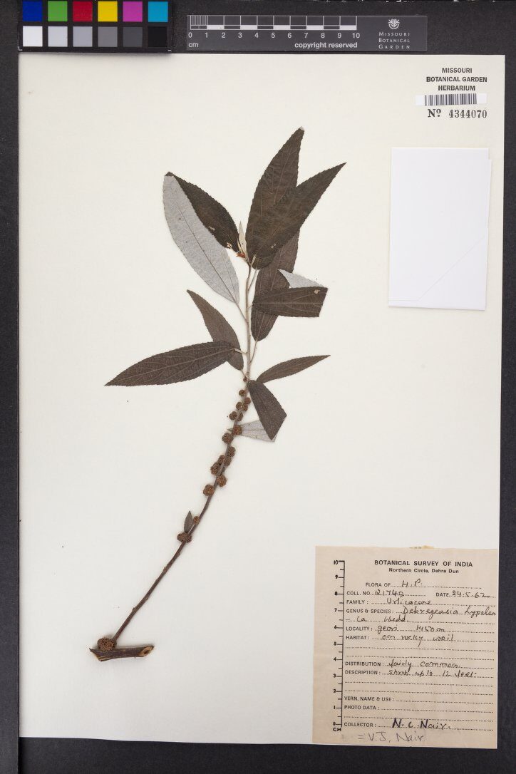 Debregeasia hypoleuca - (Hochst.)Wedd.