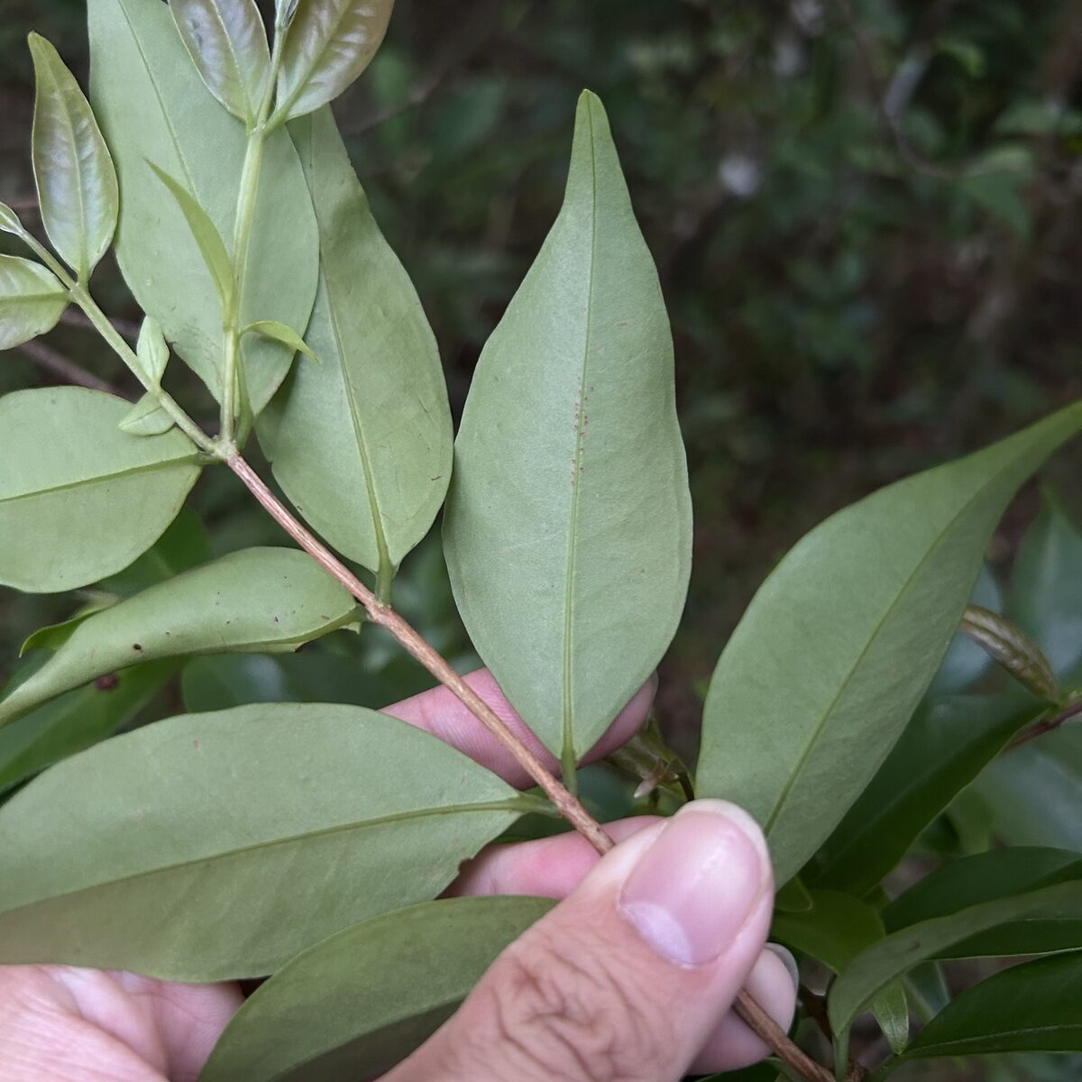 Decaspermum sp. — photo