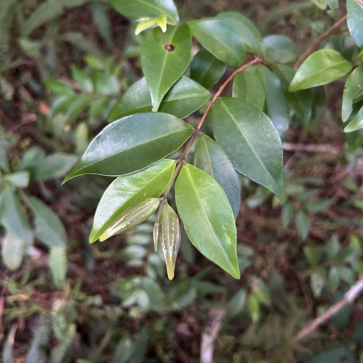Decaspermum sp. — photo