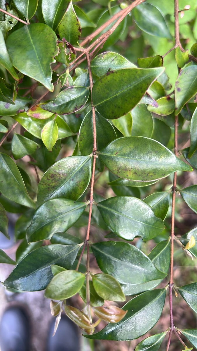 Decaspermum sp.