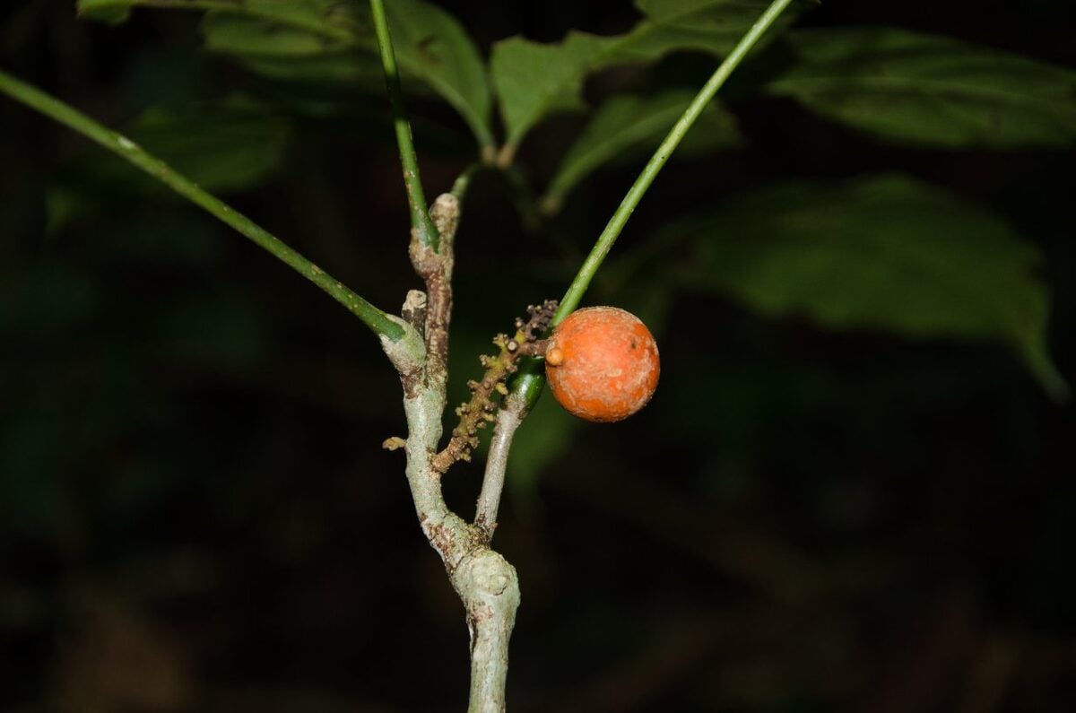 Deinbollia cuneifolia — photo
