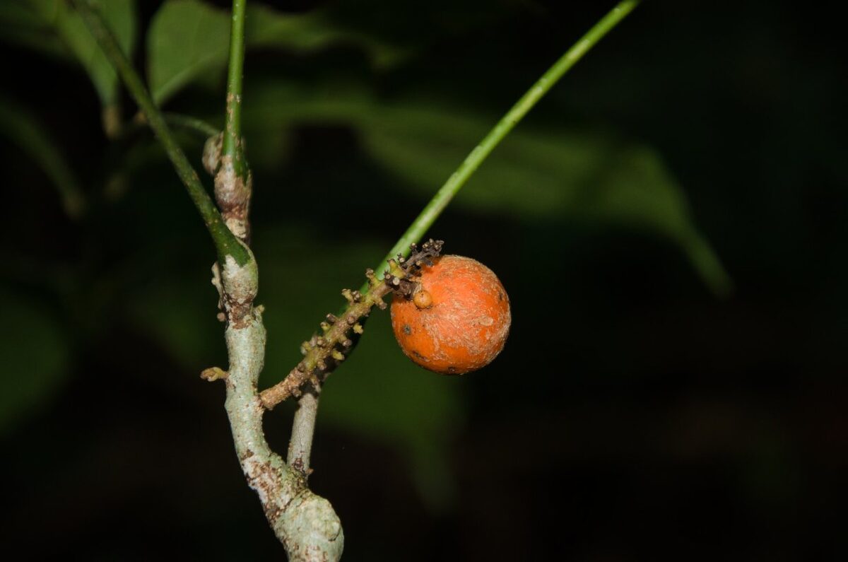 Deinbollia cuneifolia — photo
