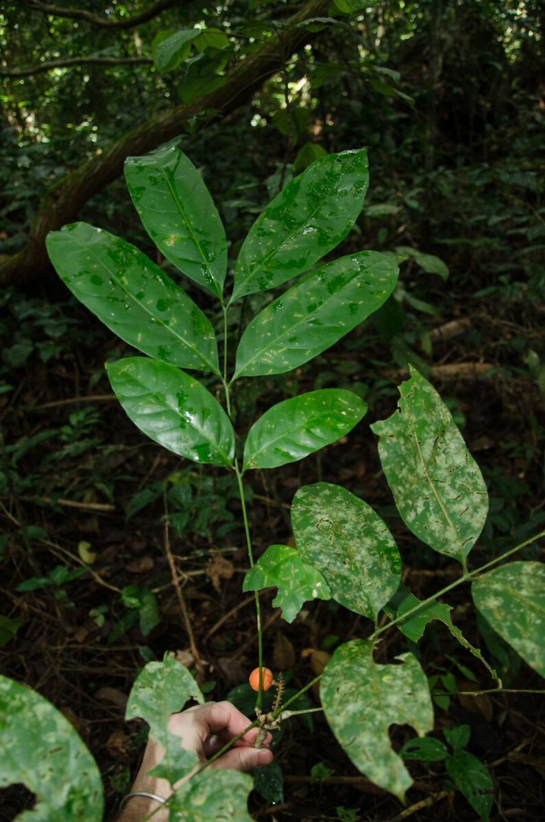 Deinbollia cuneifolia
