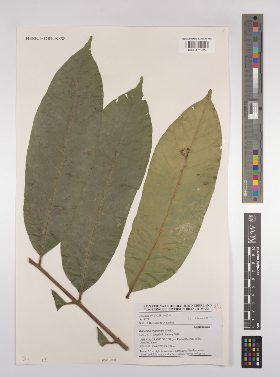 Deinbollia grandifolia — photo