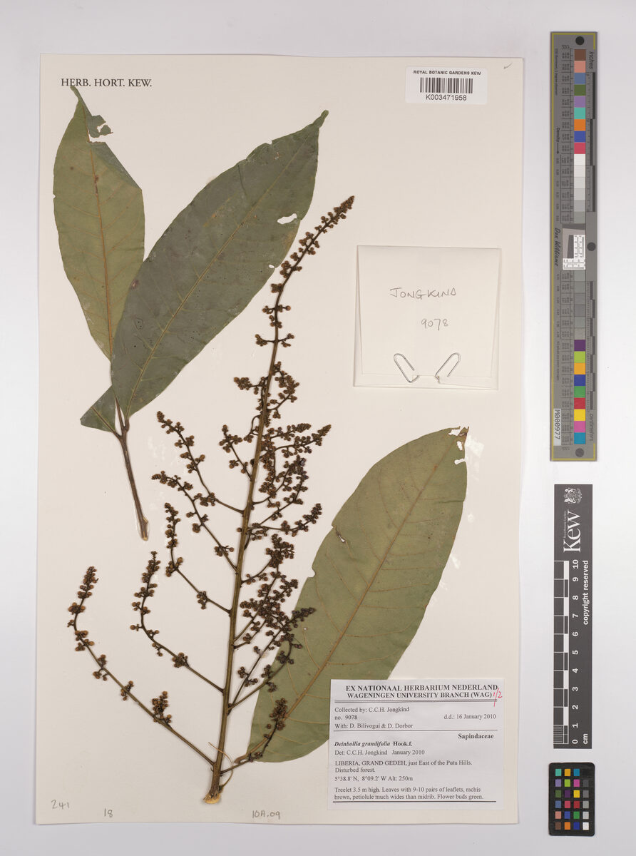 Deinbollia grandifolia — photo