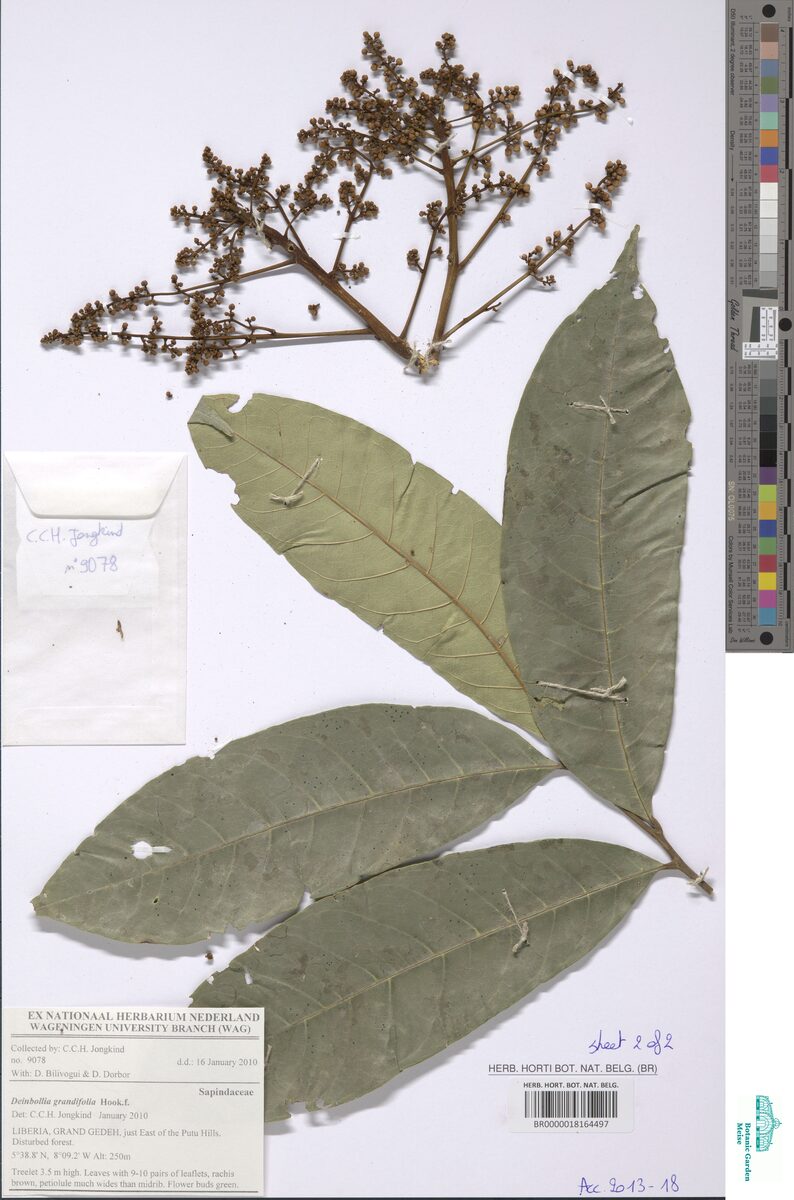 Deinbollia grandifolia