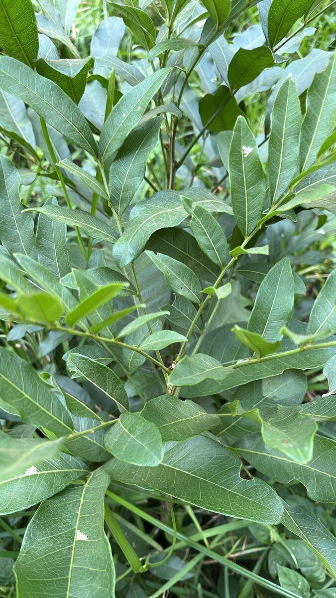 Deinbollia polypus — photo