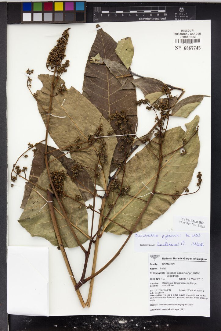 Deinbollia pynaertii — photo
