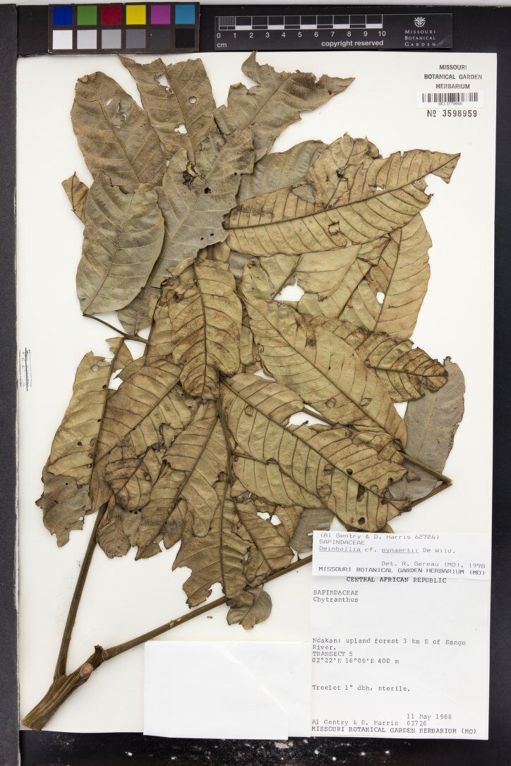 Deinbollia pynaertii — photo