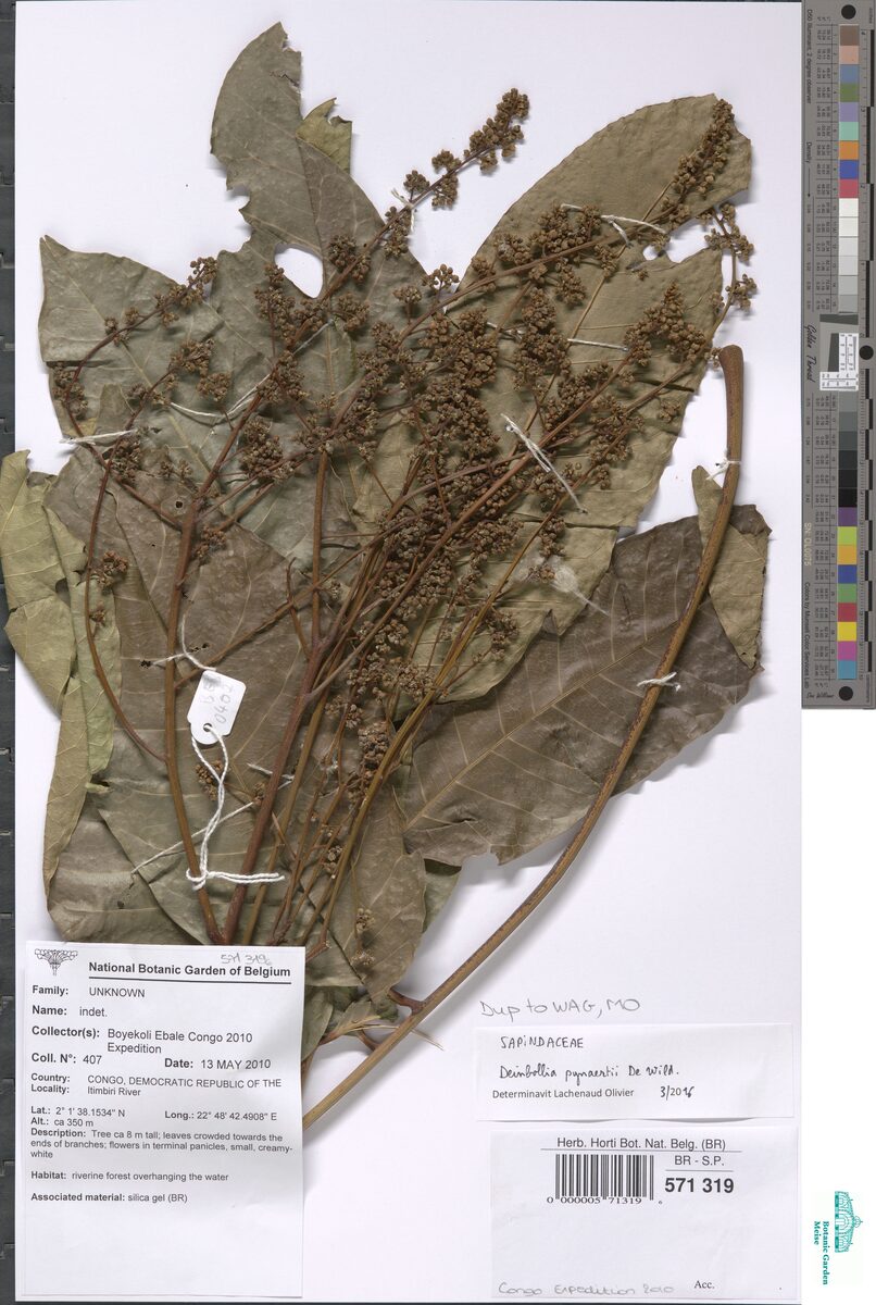 Deinbollia pynaertii