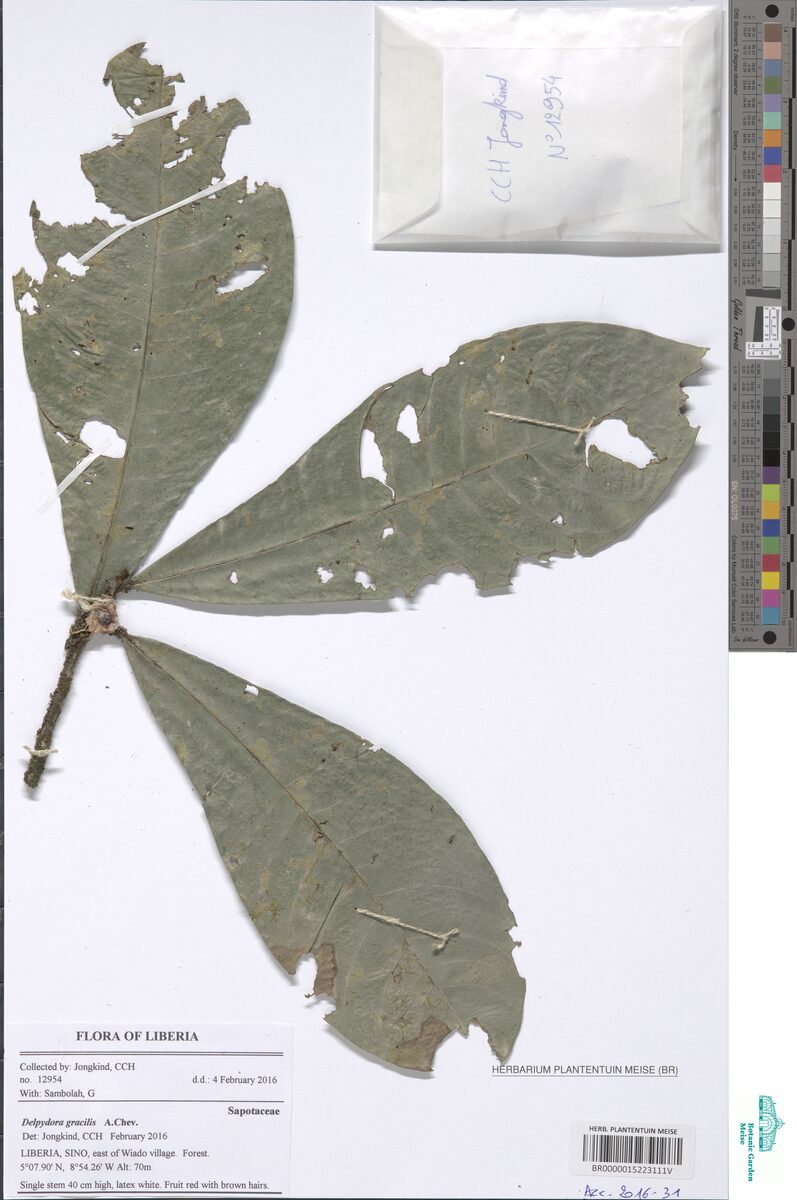 Delpydora gracilis (Kusudama) — photo