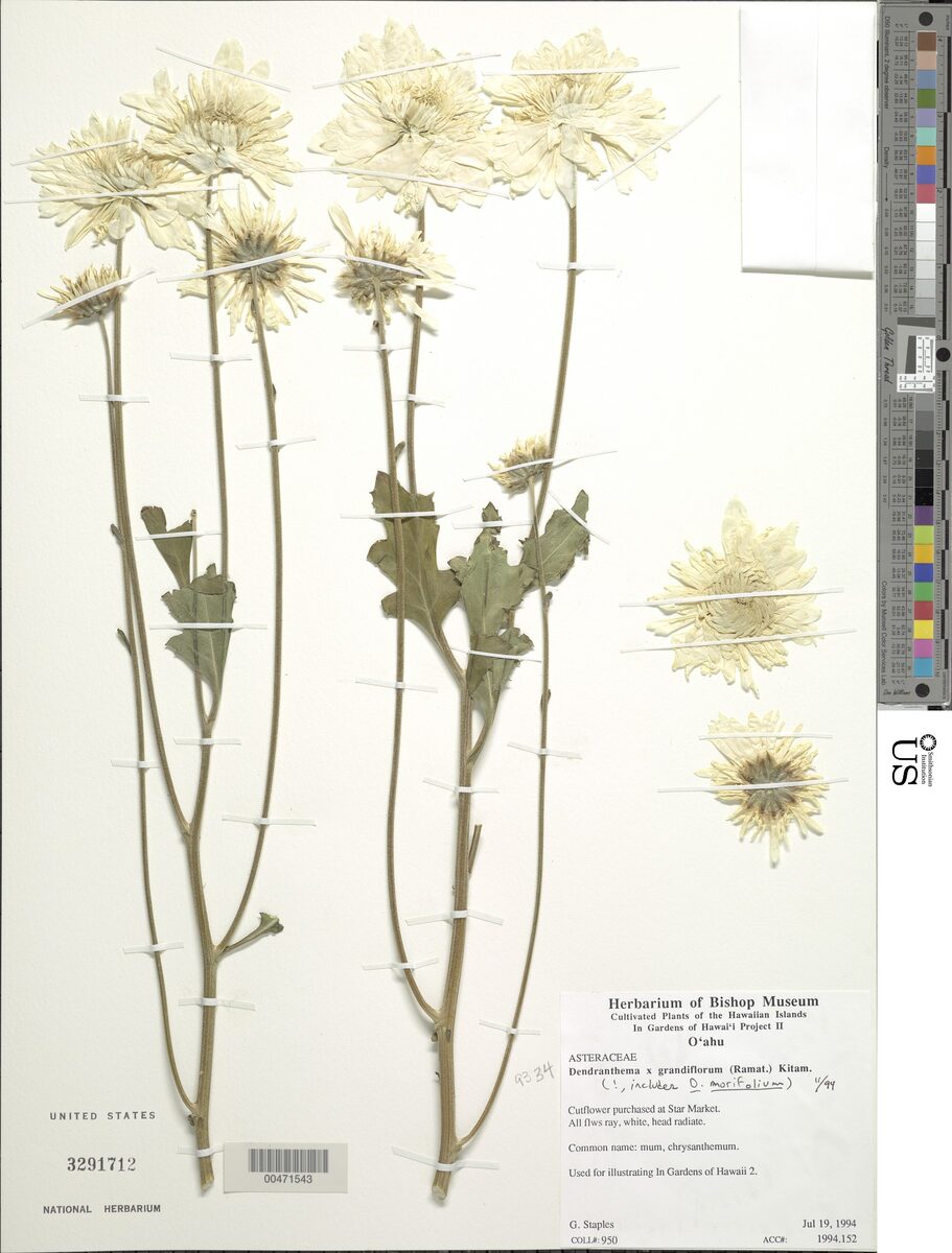 Dendranthema x grandiflorum - (Ramat.)Kitam. (Chrysanthemum) — photo