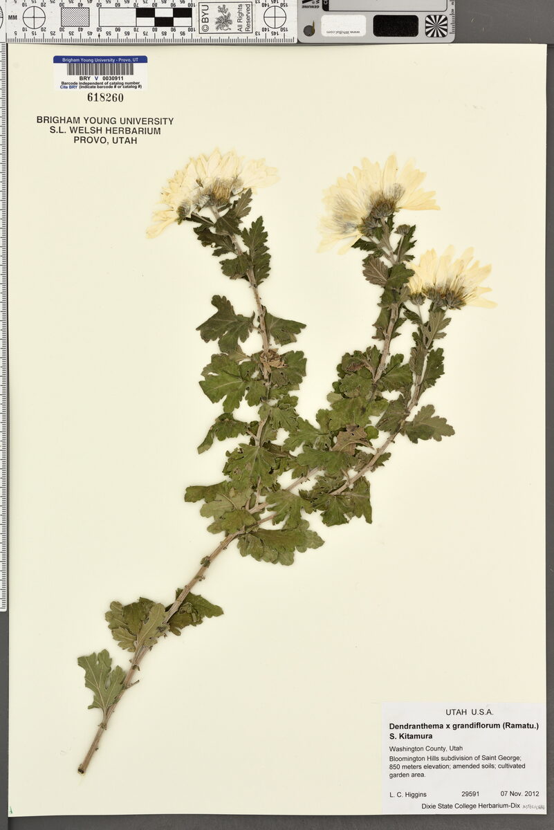Dendranthema x grandiflorum - (Ramat.)Kitam.