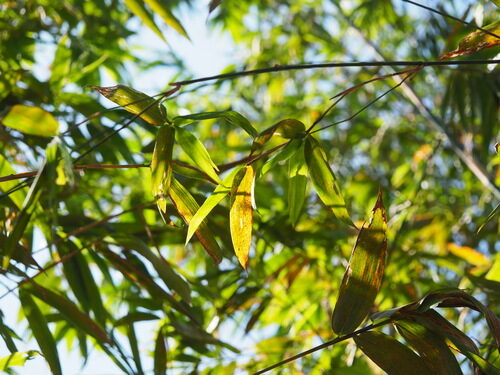 Dendrocalamus giganteus (Giant bamboo) — photo