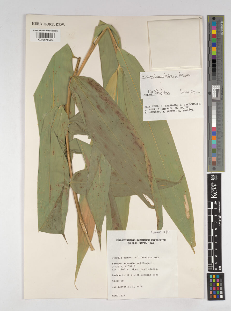 Dendrocalamus hookeri