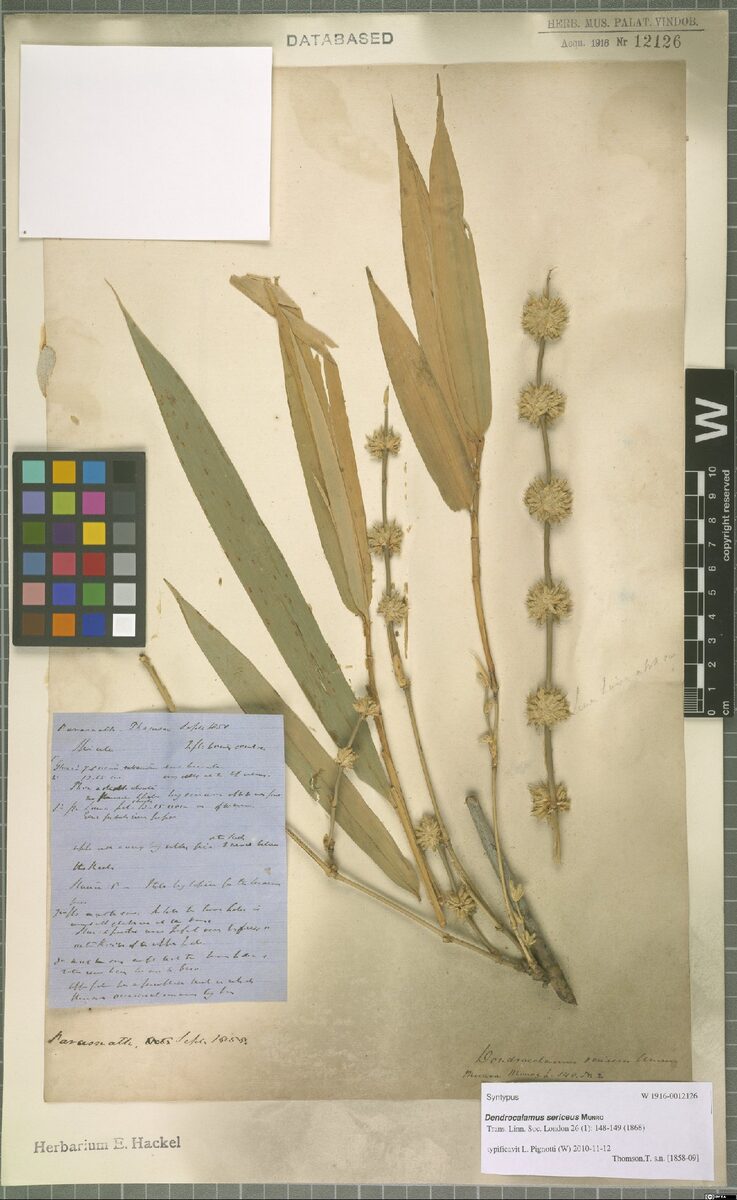 Dendrocalamus sericeus — photo