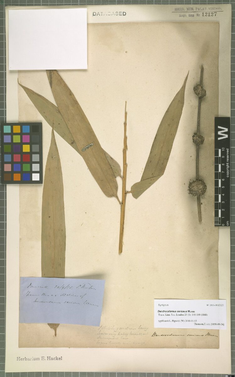 Dendrocalamus sericeus — photo