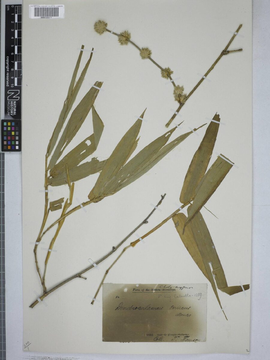 Dendrocalamus sericeus